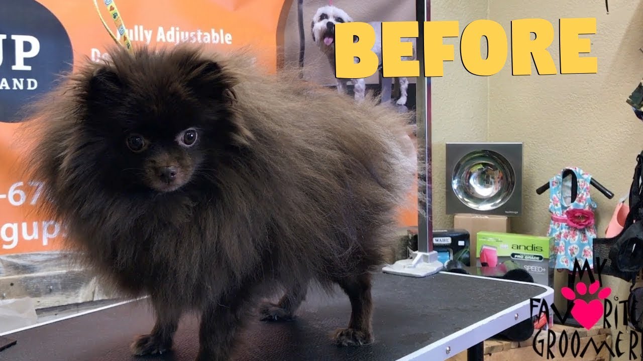 How to groom a Pomeranian Cutest dog ever