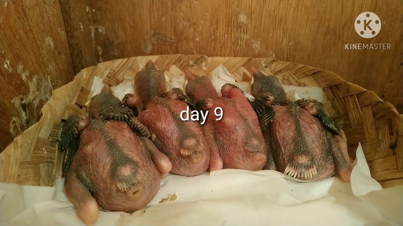 Growth of COMMON MYNA/INDIAN MYNA day old - 15 days old