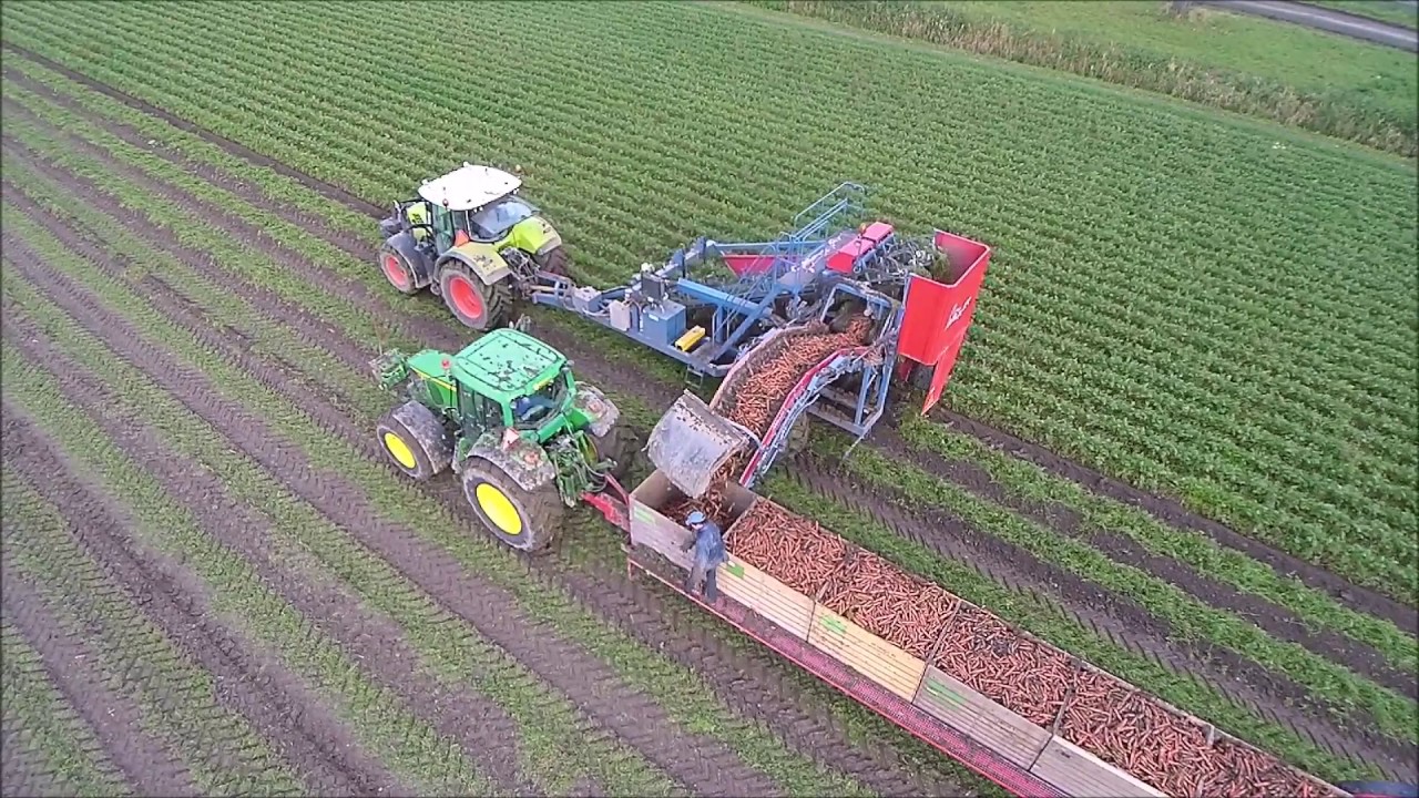 Wortels rooien in Flevoland door firma Blok Agro uit Dronten Oktober 2016