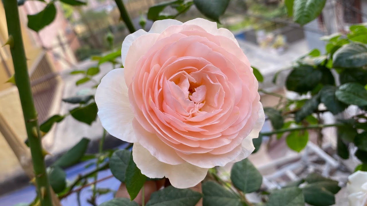 David Austin Rose || Heritage,  Autumn-Spring