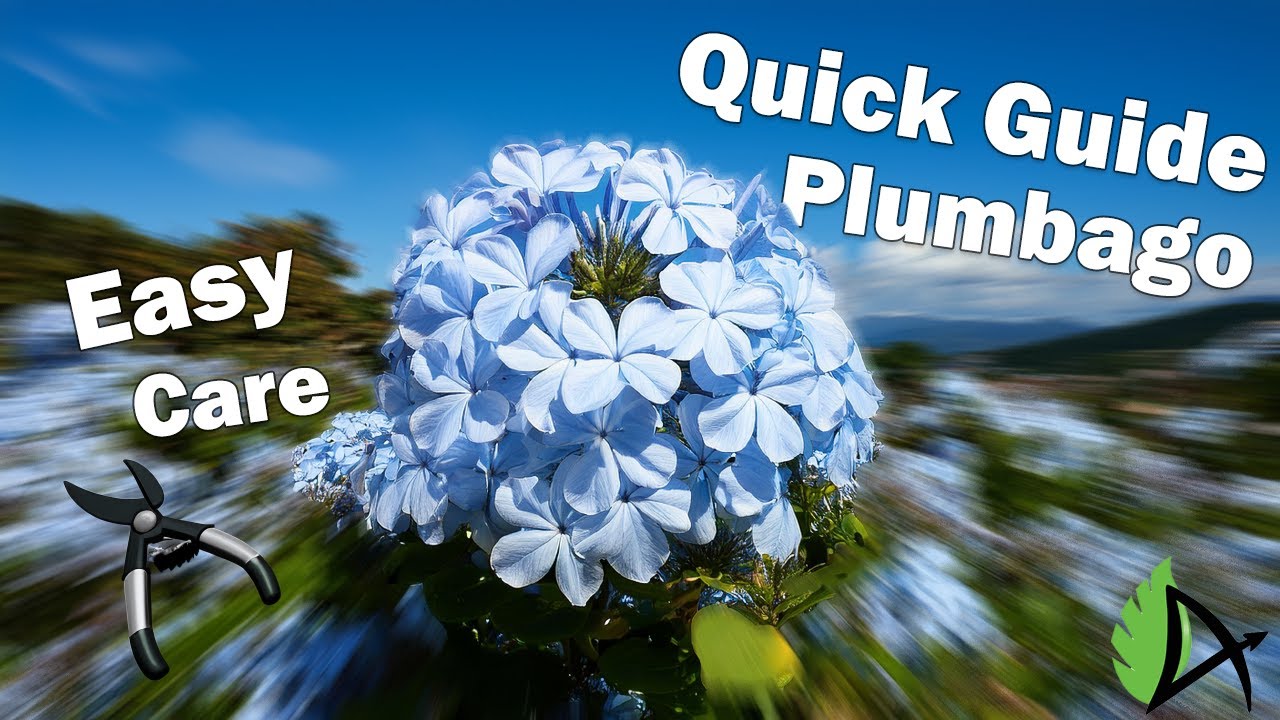 Plumbago - Archer Services
