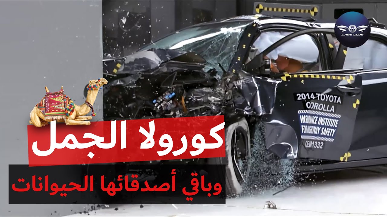 كورولا الجمل 🐪 وباقي أصدقائها الحيوانات 😅