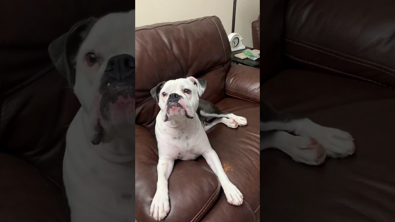 Adley the Bulldog loves cantaloupe. Perfect summertime treat for our fur baby!