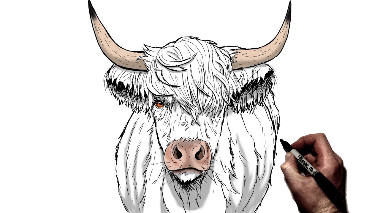 How To Draw A Highland Cow | Step By Step
