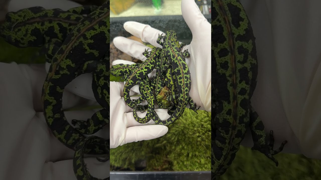 Bardzo łatwa w budowie konstrukcja paludarium dla naszych traszek marmurkowych. #Traszka #Płaz #Zwierzę #Paludarium
