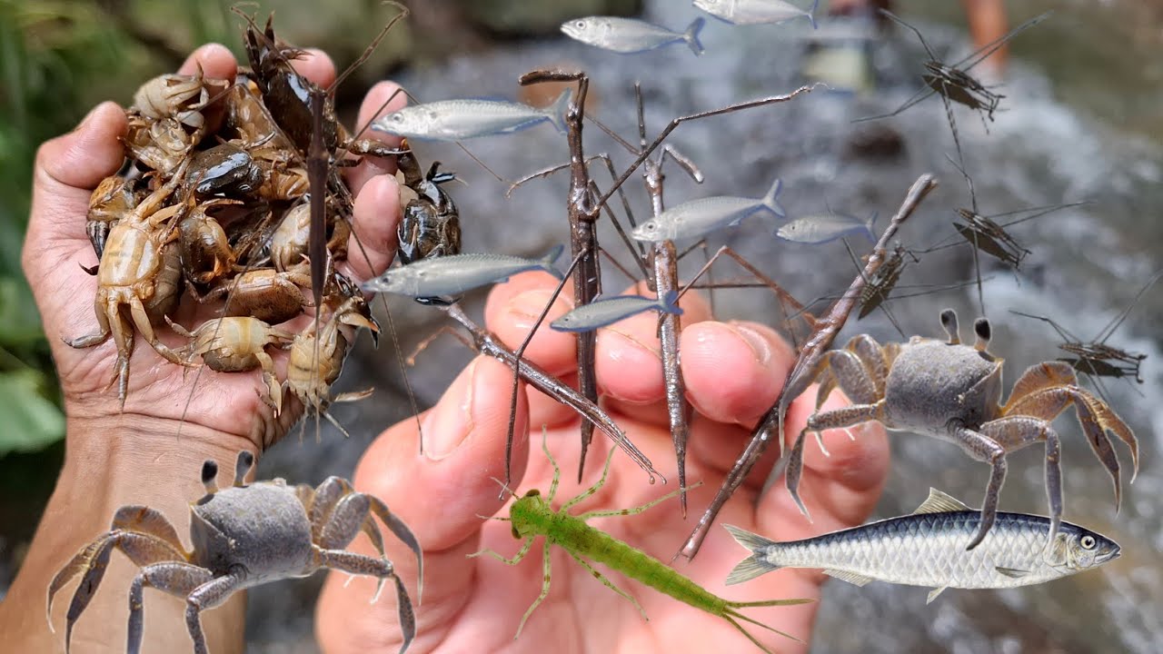 Catch fish, crab, water insect, water strider, water spider