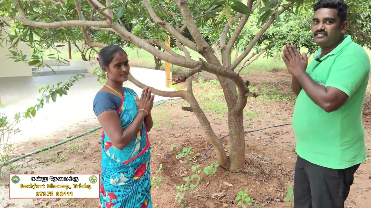 ஒரே இடத்தில் இவ்வளவு பழ மரமா 🤩🌱