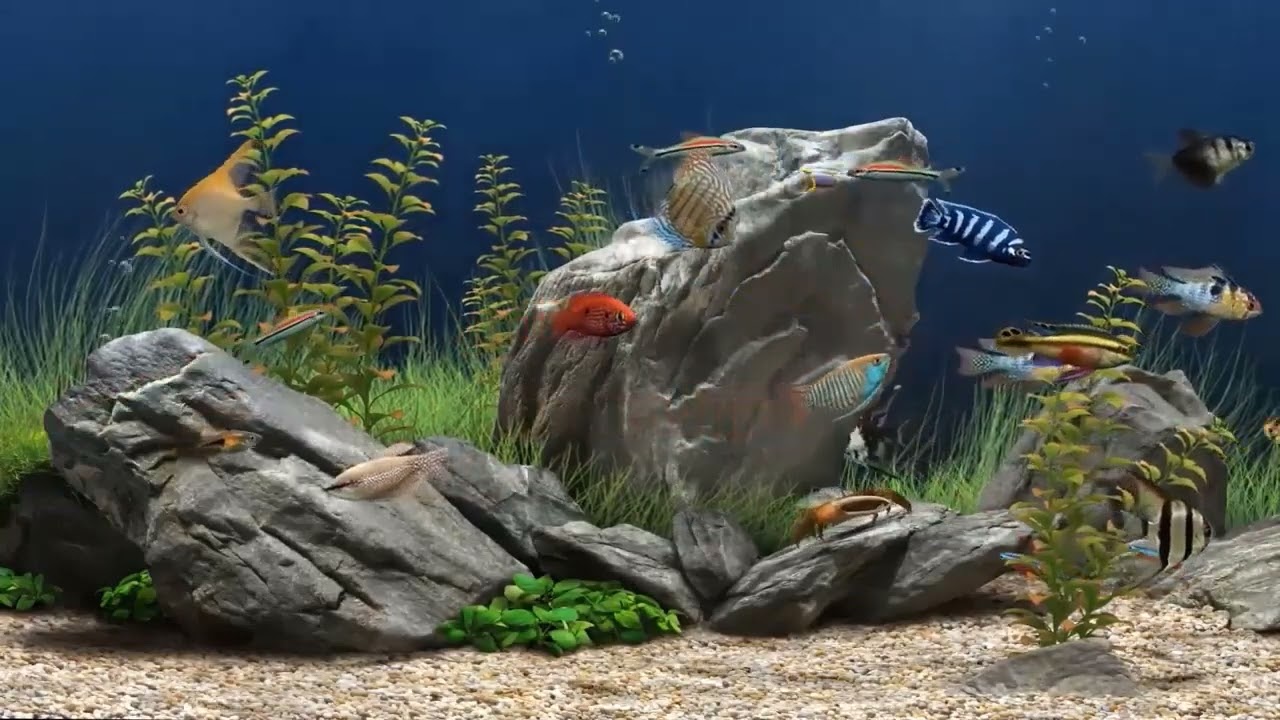 FONDO VIDEO AQUASTORE 24