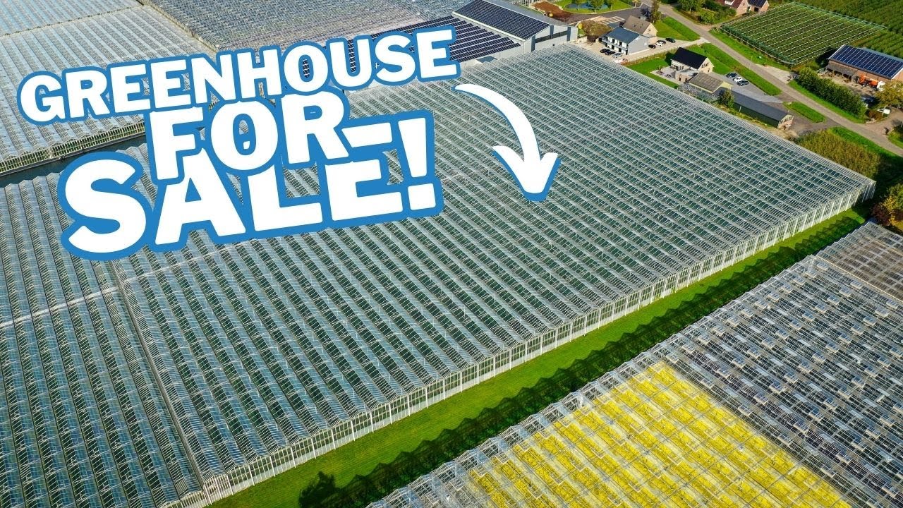 FOR SALE: Venlo greenhouse 8,00 m 26.663 m²