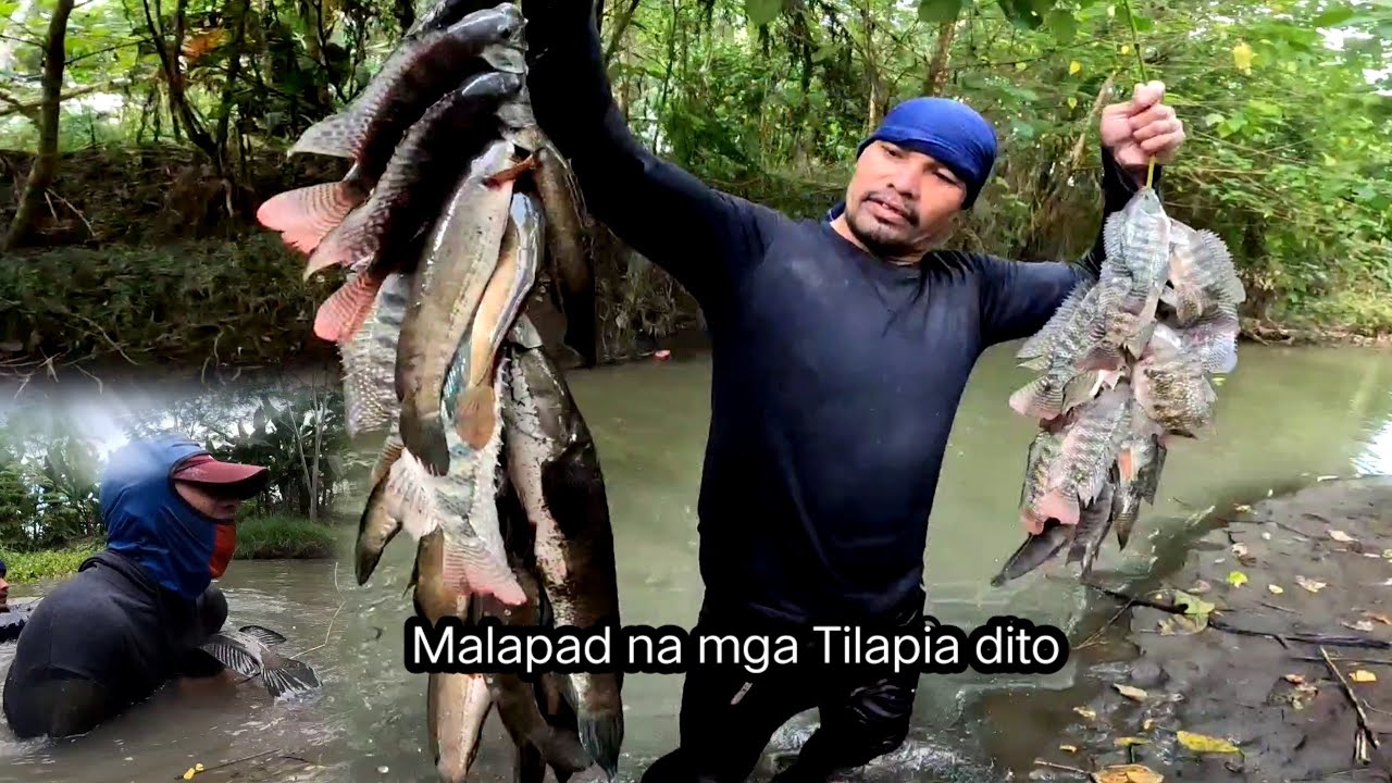 Niyakap Ko na Ang malaking dalag dahil napakalakas😱 ‼️Ang lalapad ng mga tilapia‼️