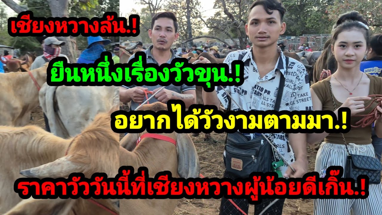 ราคาวัววันนี้เปิดราคาวัวล่าสุดวันนี้สำรวจราคาวัวตลาดนัด#เปิดราคาวัวงามน่าซื้อ#ซื้อขายวัวงามน่าเลี้ยง