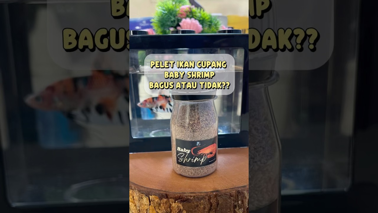 Pelet Baby Shrimp untuk Ikan Cupang 🐟 | Pakan Bernutrisi Tinggi #Cupang #PakanCupang #BabyShrimp