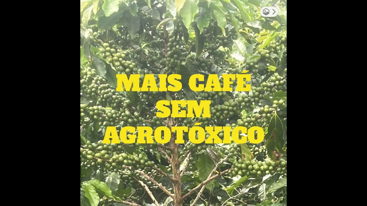 Produção de Café Arábica Sem Agrotóxicos (Resultado na Lavoura)