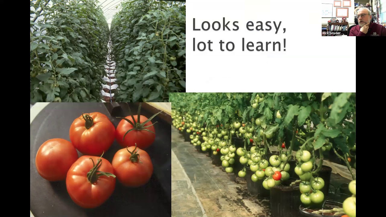 OSU Extension: So, You Want to Grow Greenhouse Tomatoes?