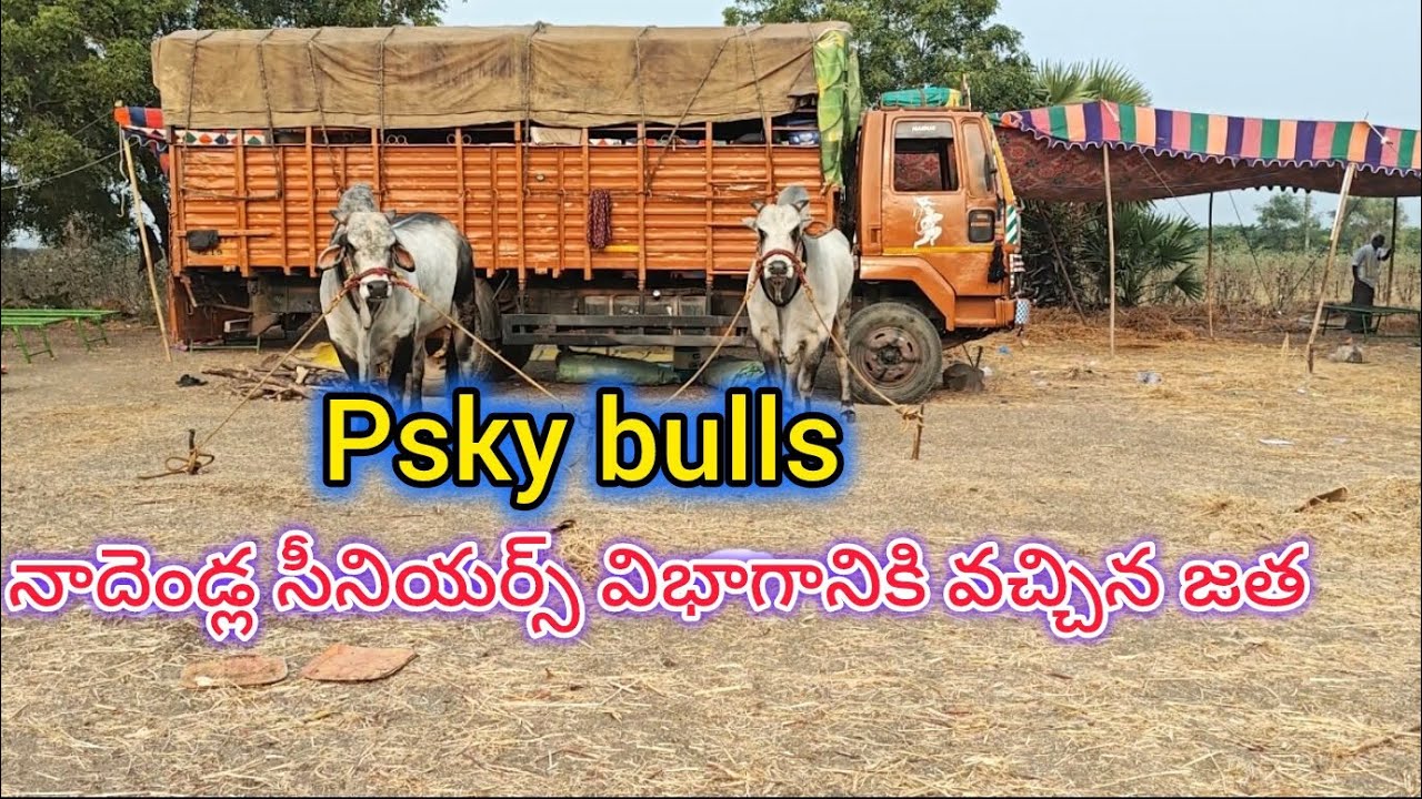 💥నాదెండ్ల సీనియర్స్ విభాగానికి వచ్చిన psky bulls పెరుమాళ్ళ శివకృష్ణయాదవ్ గారి గిత్తలు 
