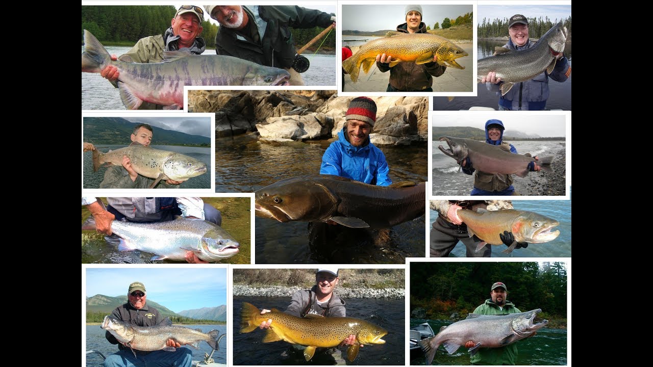 D&Uuml;NYANIN EN B&Uuml;Y&Uuml;K 5 ALABALIK T&Uuml;R&Uuml; | 5 Biggest Trout Species of the World 🌍