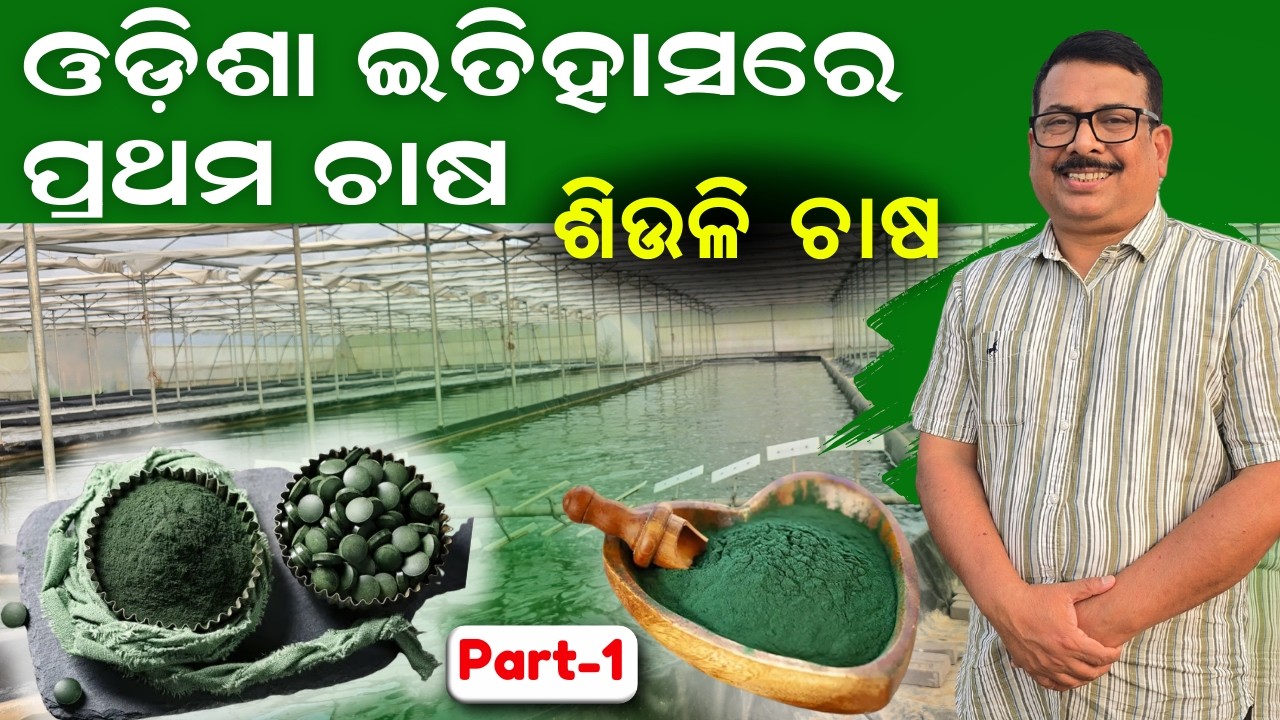 ଓଡ଼ିଶାର ପ୍ରଥମ ଏବଂ ସବୁଠାରୁ ବଡ଼ ସ୍ପିରୁଲିନା ଫାର୍ମ || Odisha’s First & Largest Spirulina Farm.