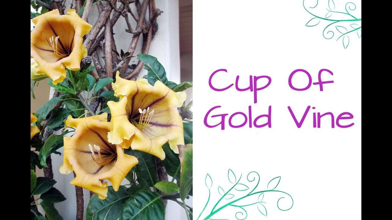 A Plant With Major Attitude: Cup Of Gold Vine (Solandra maxima)