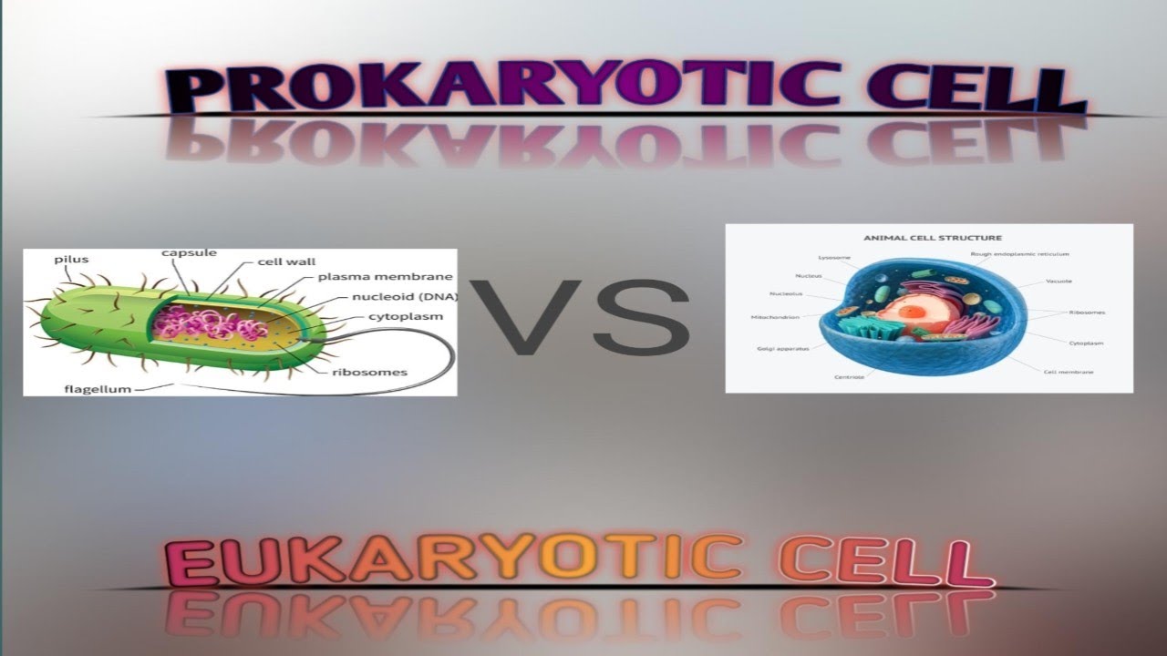 10 minutes Prokaryotic and Eukaryotic Cell Detailed Explanation