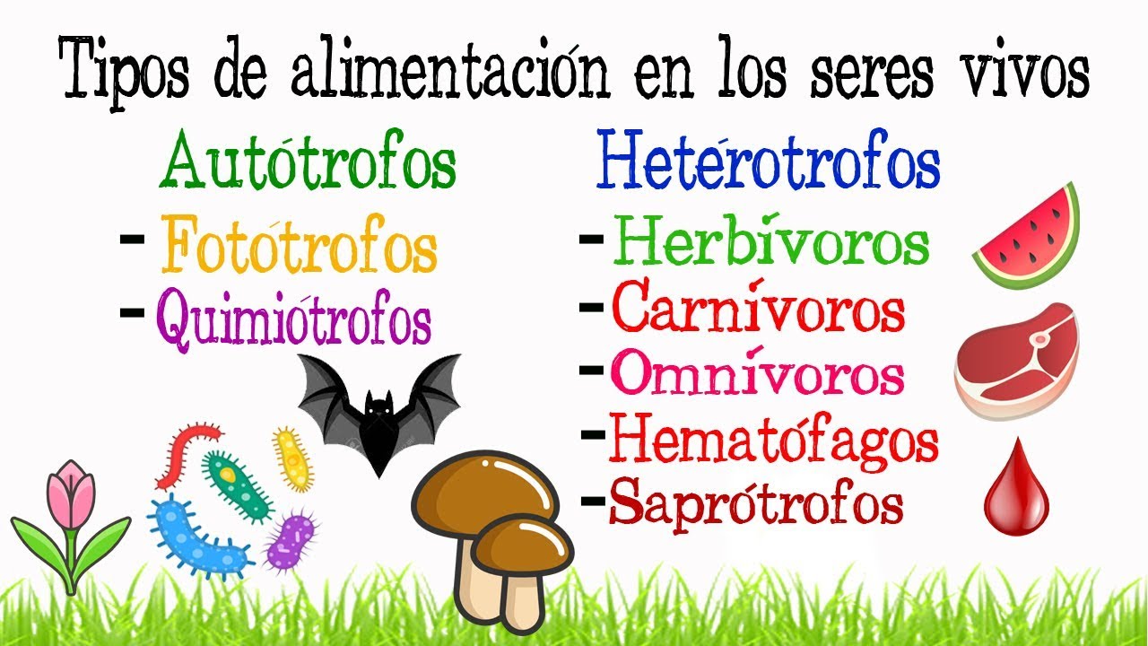 🍎Tipos de nutrición en los seres vivos🍖 [Fácil y Rápido] | BIOLOGÍA |