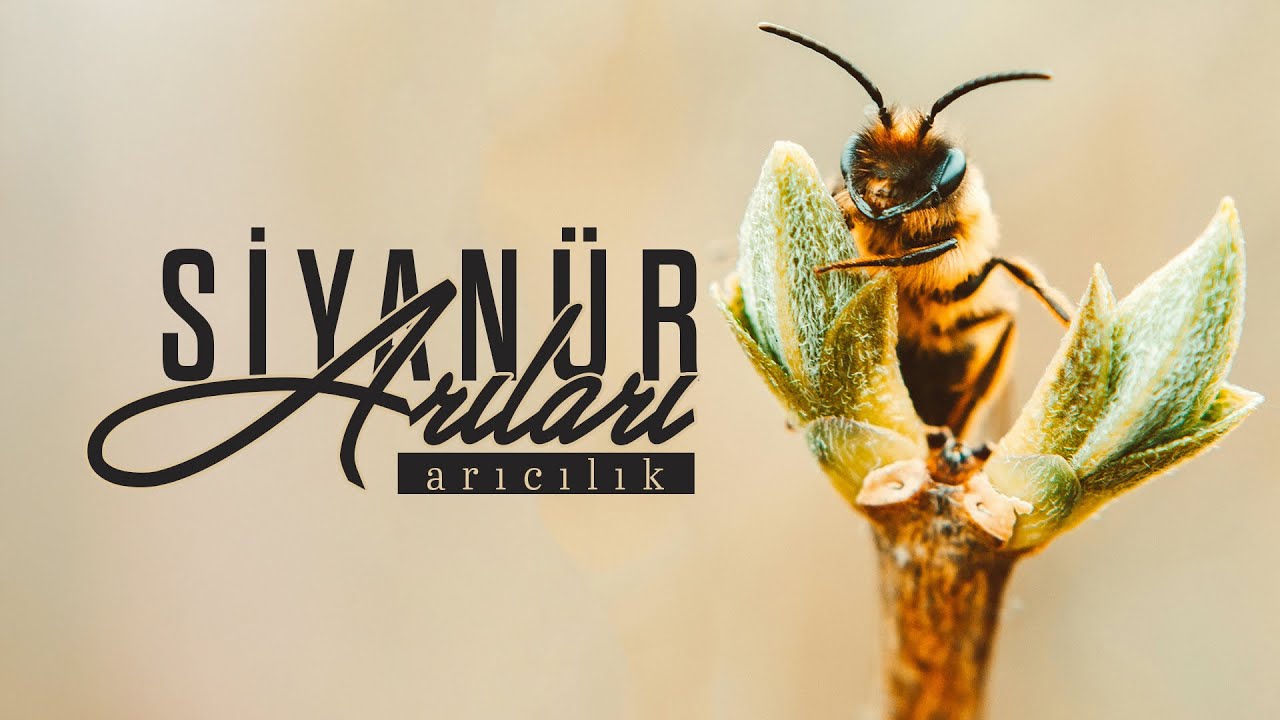 Siyanür Arıları - Arıcılık 1. Bölüm