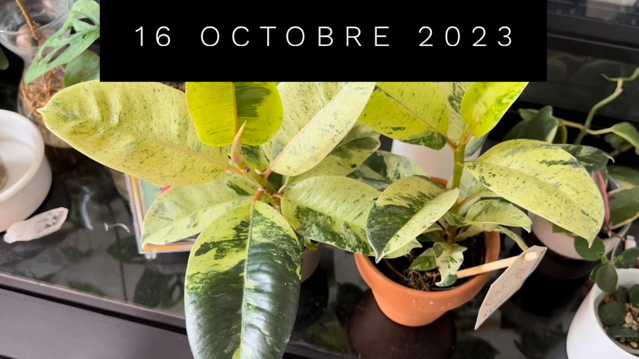 FICUS SHIVEREANA MOONSHINE & BLABLA