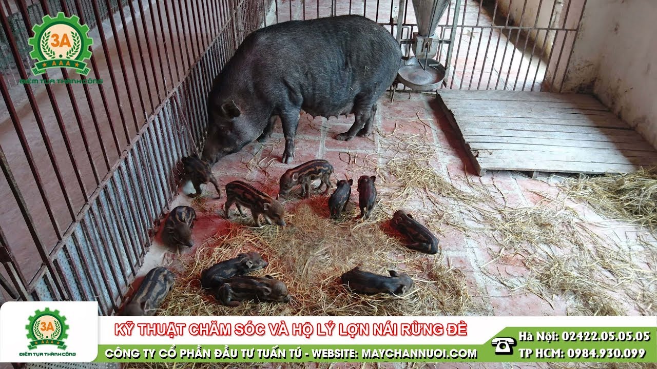 Kỹ thuật chăm sóc và hộ lý lợn rừng nái đẻ - Kiến thức chăn nuôi lợn rừng