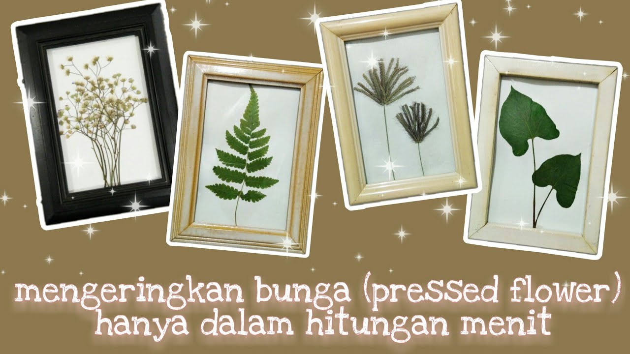 Cara membuat bunga kering 🌿🌼 | herbarium | pressed flower mudah dan cepat