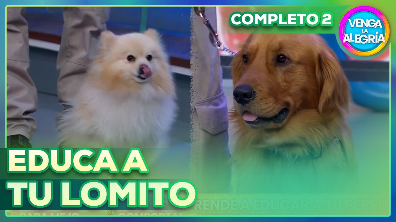 Tu lomito puede aprender trucos y obedecer con estos tips increíbles 🐶📝 | Venga La Alegría