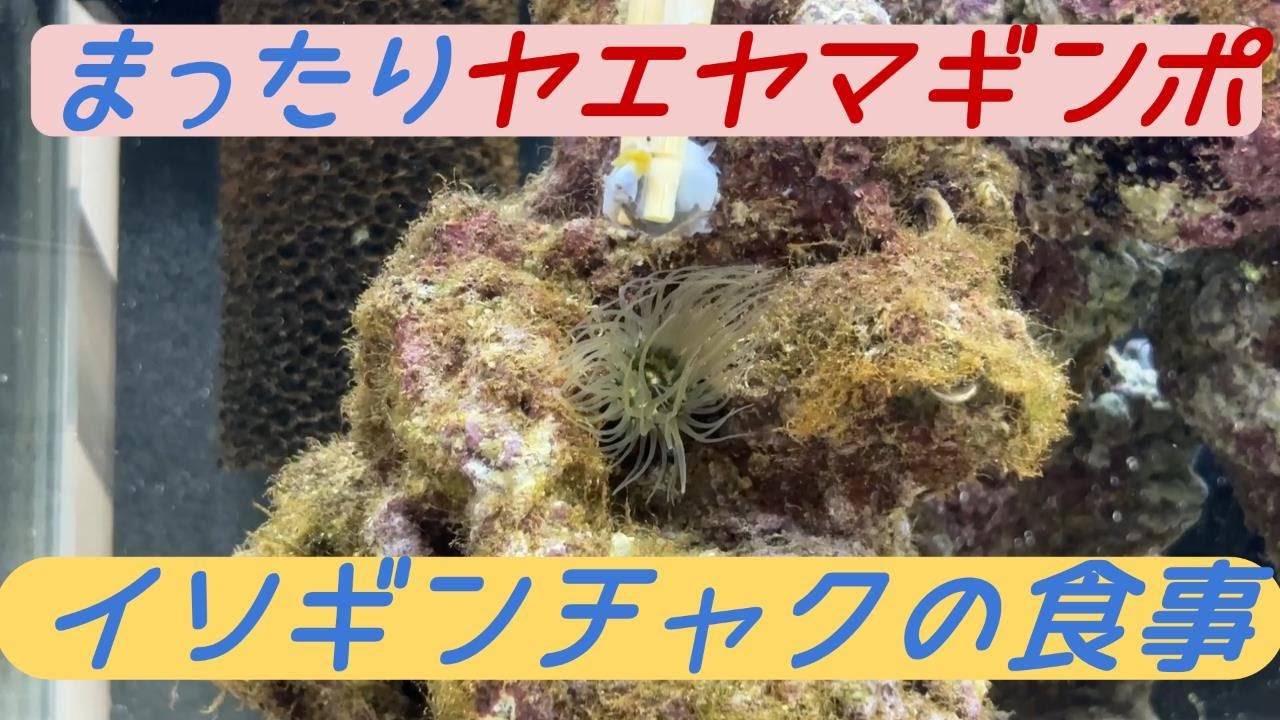 ＃10　イソギンチャクの食事、まったりヤエヤマギンポ、掃除と水替え  #アクアリウム #イソギンチャク  #ヤエヤマギンポ #海水魚水槽 #やどかり #hermitcrab #seaanemone
