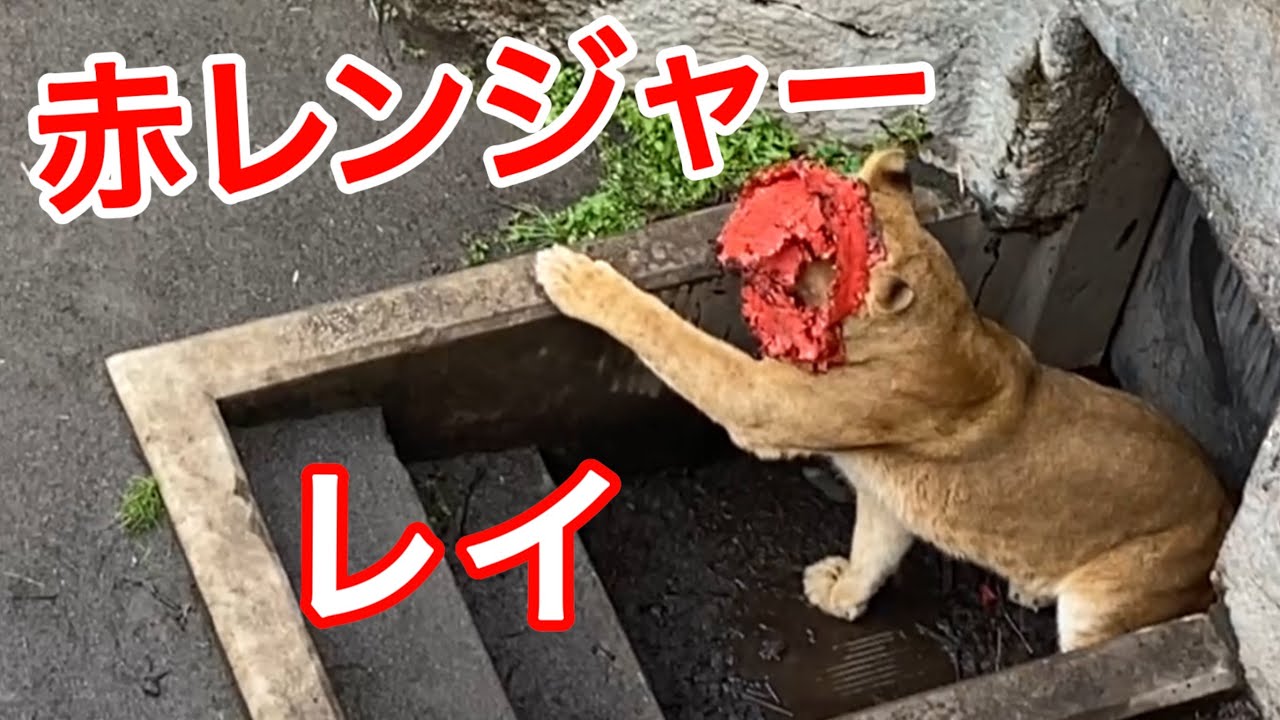 変身したレイ！かまって夫に妻は？オリトイオ＆ザリアファミリー《旭山ライオン＆トラ》vol742Transformed Lion Girl.Lion & tiger family story