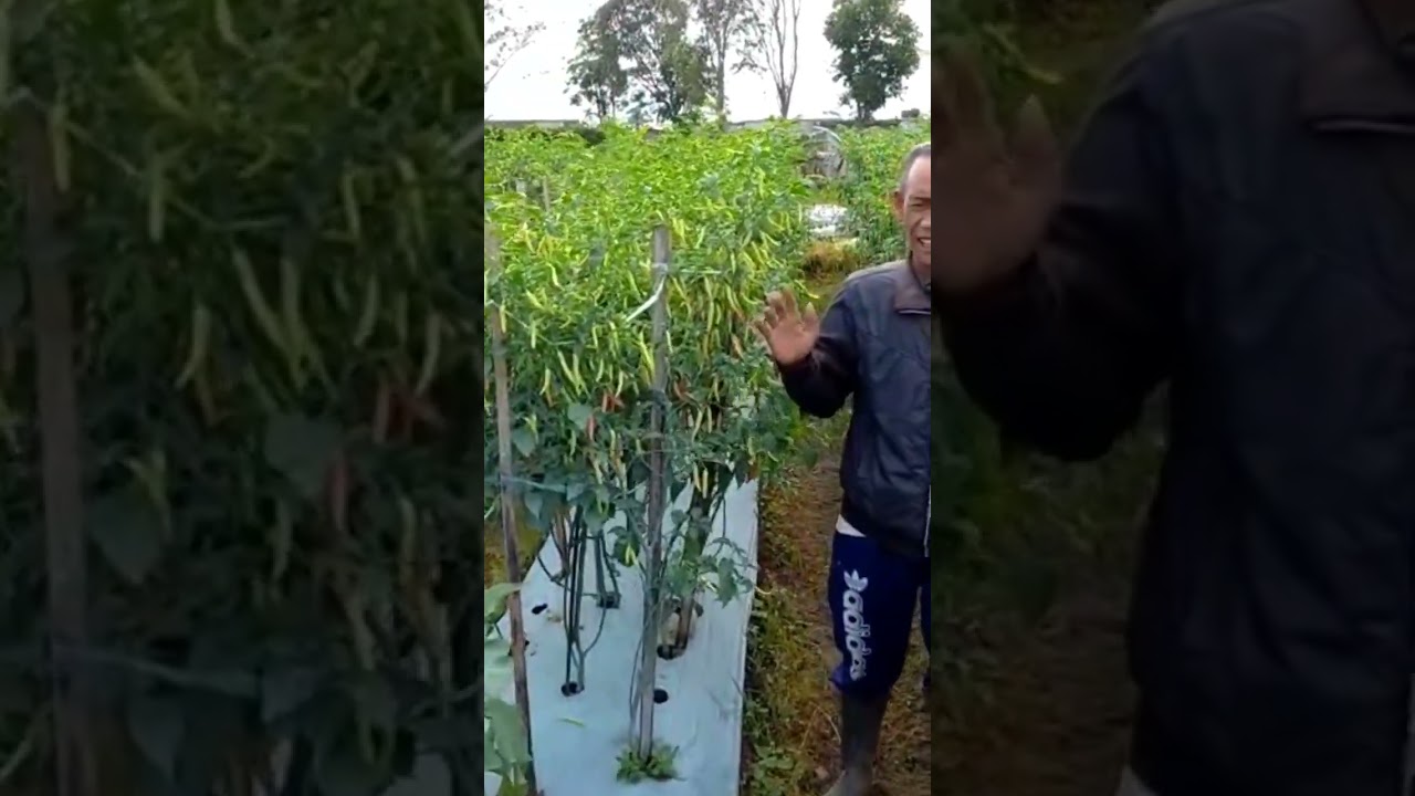 cabe rawit viral memang viral