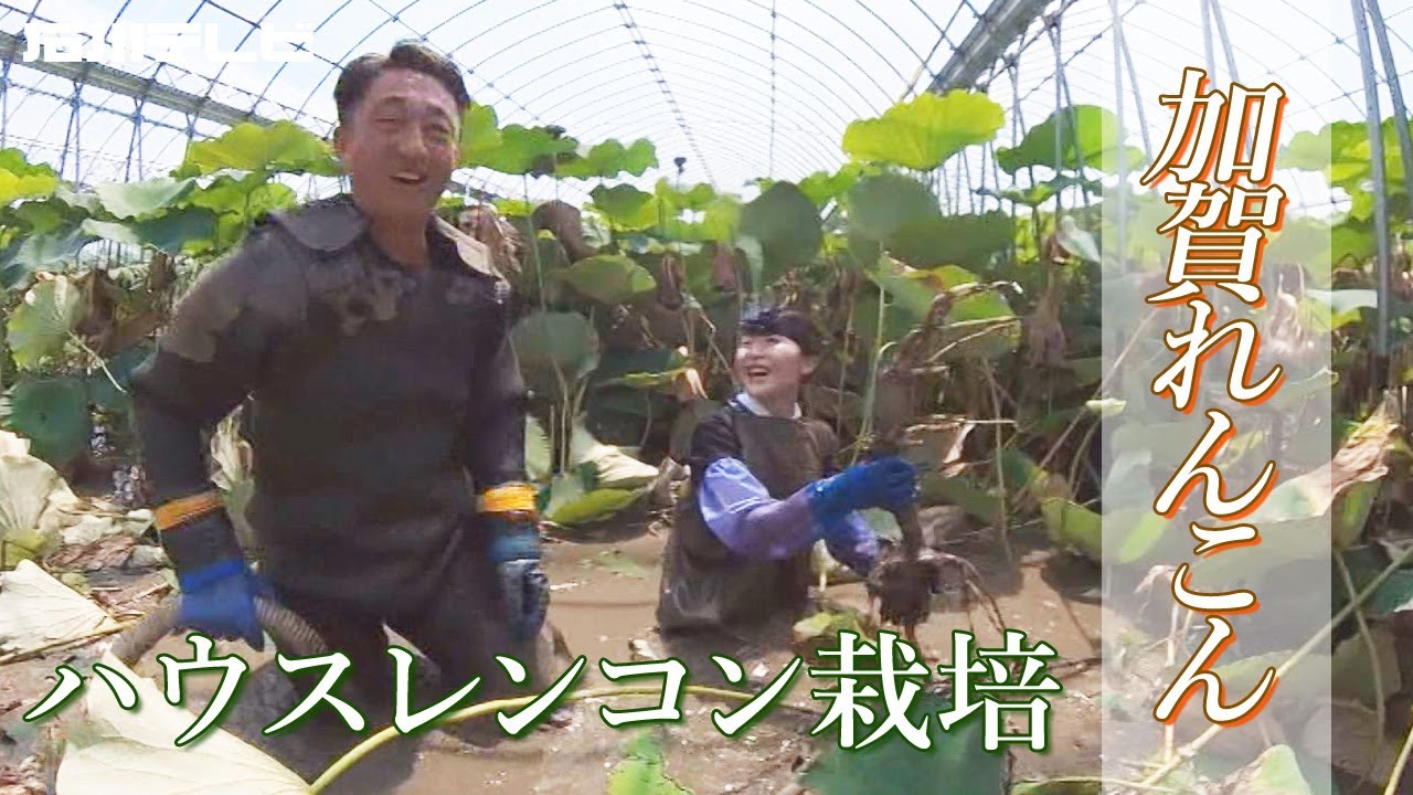 レンコンをハウスで栽培 『加賀れんこん』を一年中出荷しようと取り組む農家（キシャカメ！！）