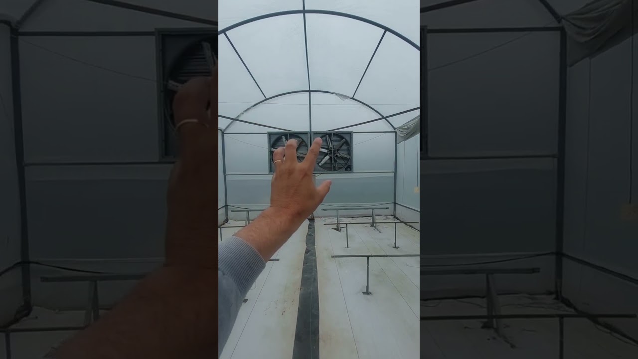 Uso de Cooling/pared humeda en invernadero Paraguay