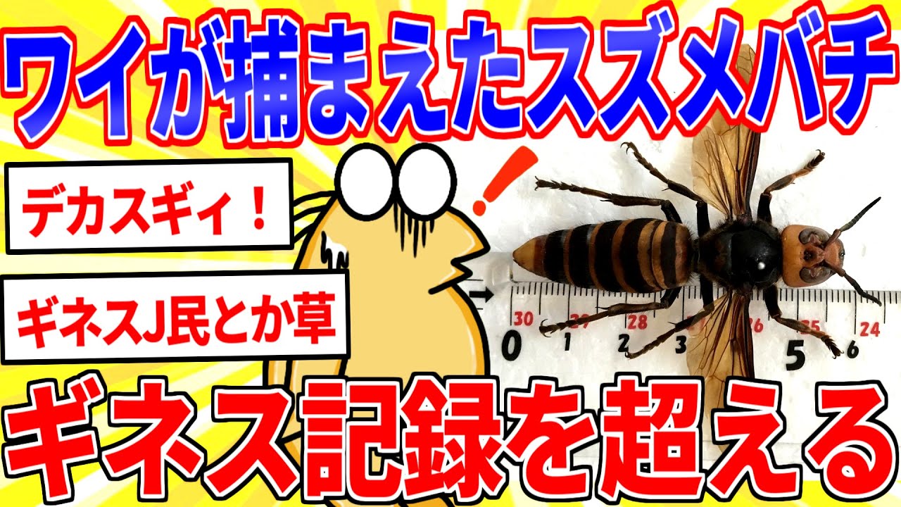 ワイが捕獲したスズメバチ、ギネス記録を超えるｗｗｗ【2ch面白いスレゆっくり解説】