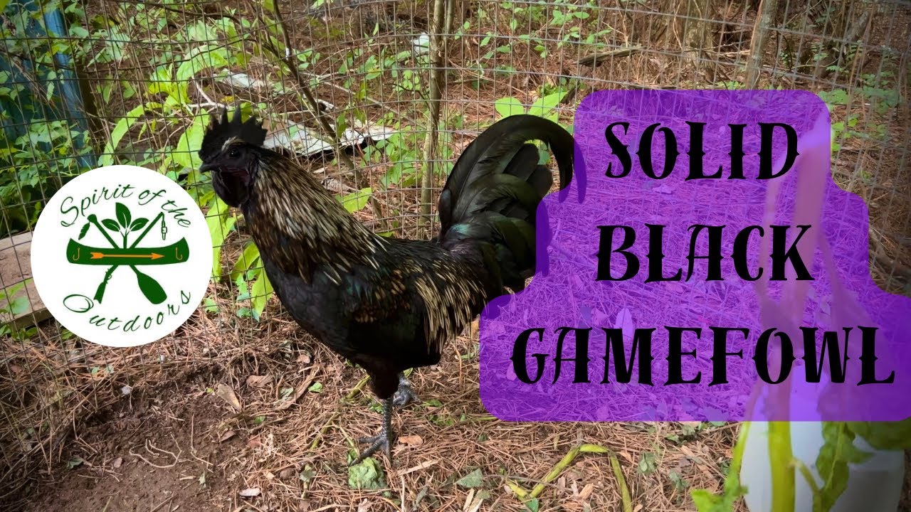 Solid Black Gamefowl