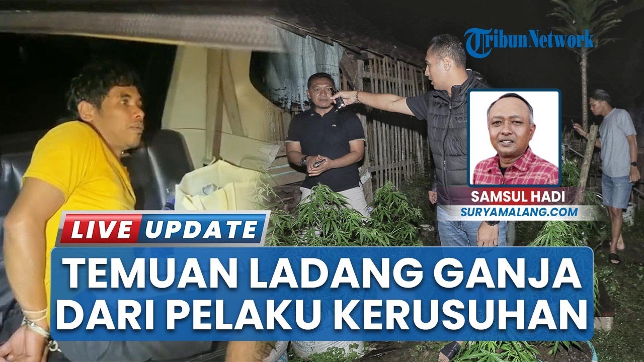 Pelaku Ricuh saat Demo Positif Narkoba Malah Bongkar Ladang Ganja di Blitar, Tanam 820 Batang