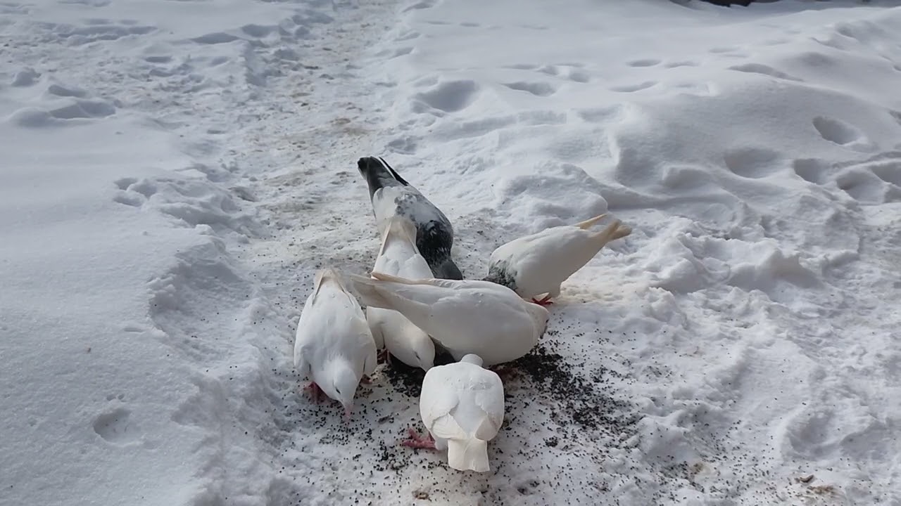  Poranne Zimowe karmienie gołębi ,