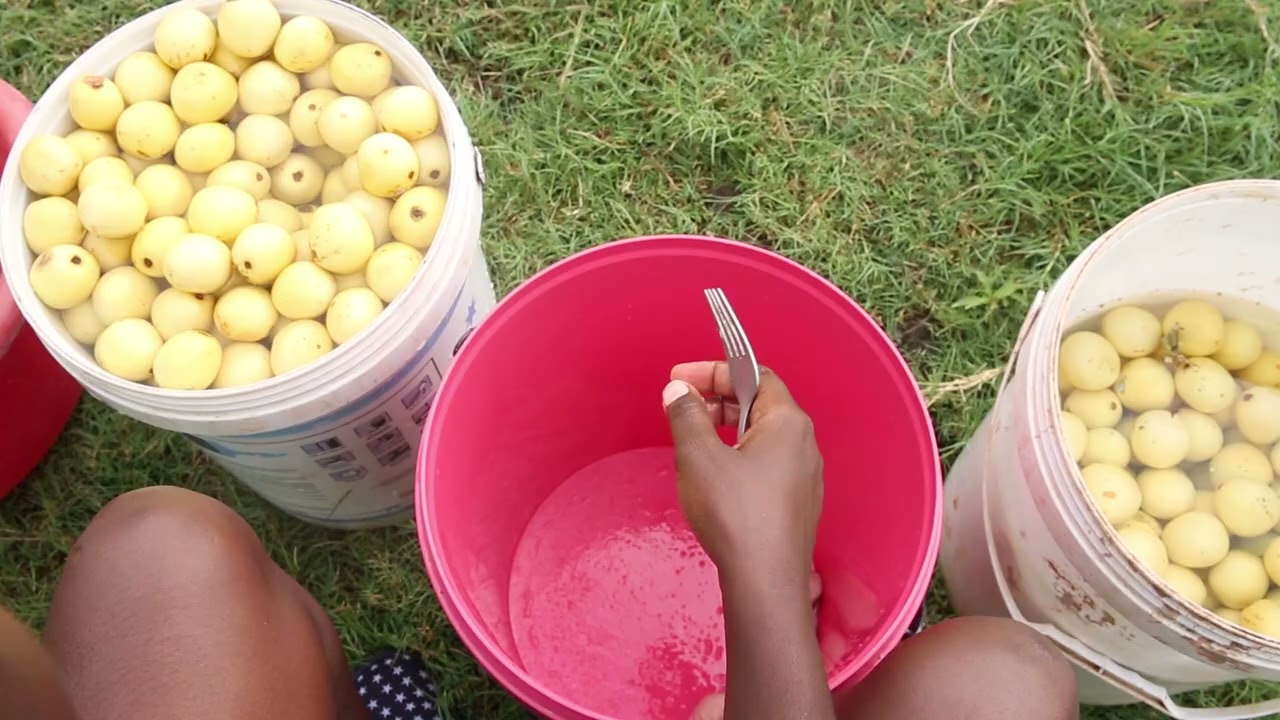 HOW TO MAKE AMARULA BEER//FORAGING WILD MARULA fruits and Making Fermented BEER with them -Part 1