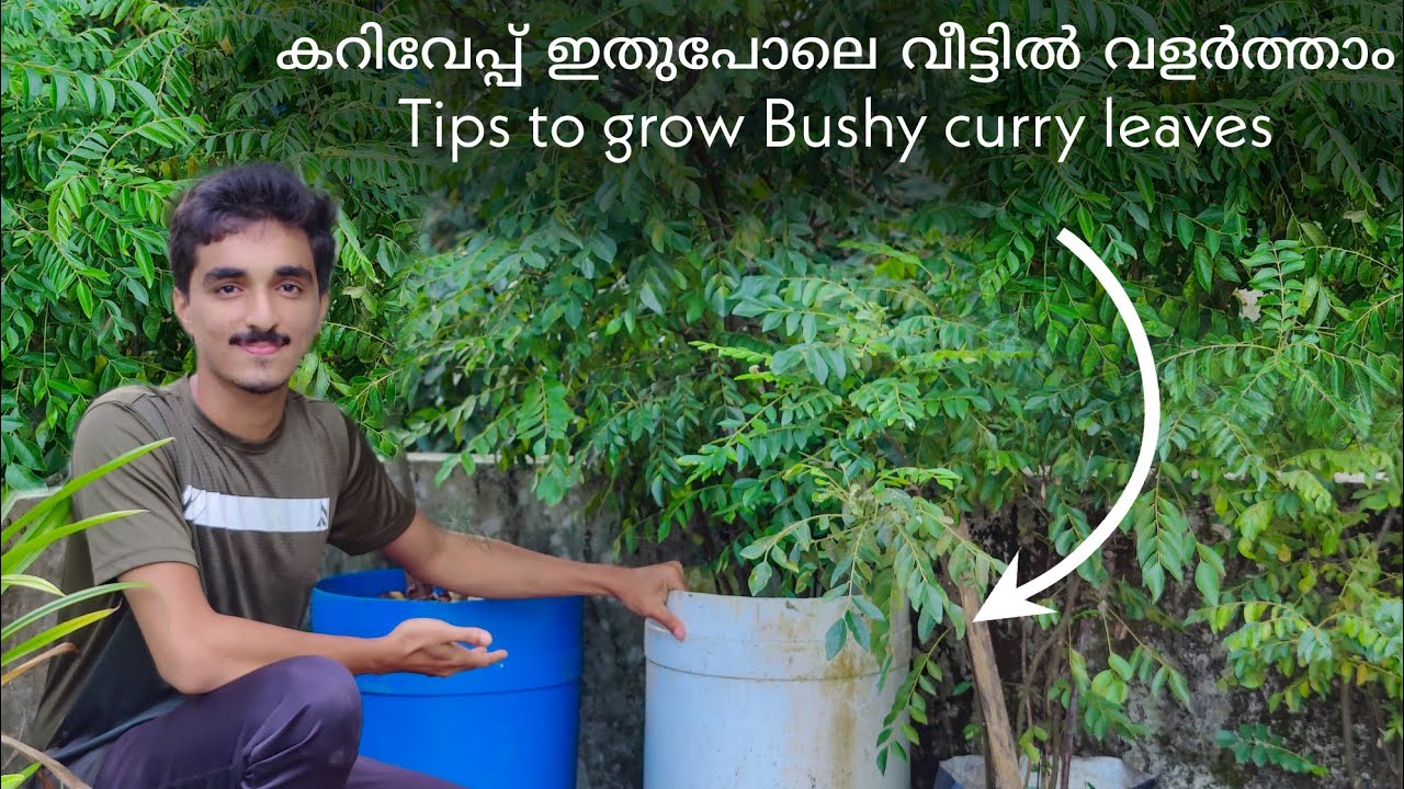 കറിവേപ്പ് ഇനി കാട് പോലെ വീട്ടിൽ വളർത്താം 🌳| Tips to grow Bushy curry leaves at home