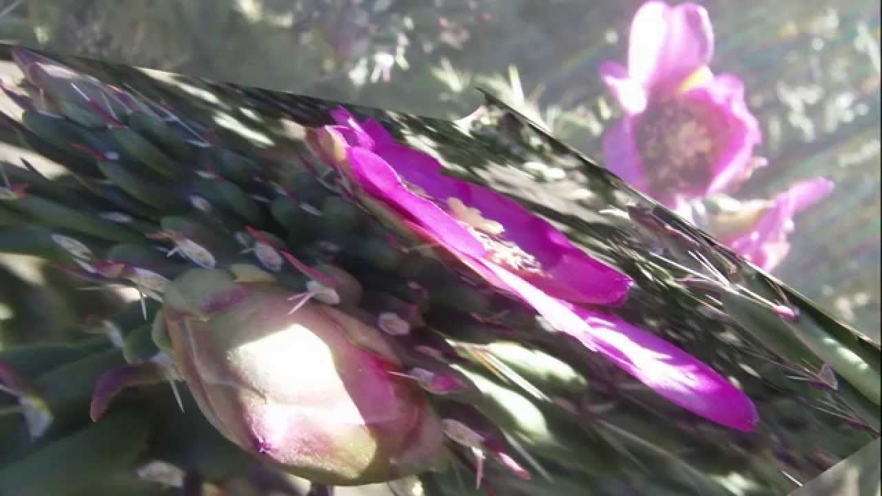 Flora of Timberon, New Mexico