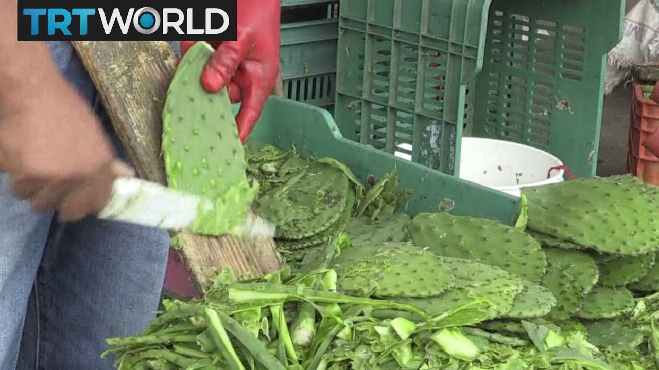 Money Talks: Mexico&rsquo;s prickly pear cactus generates renewable energy