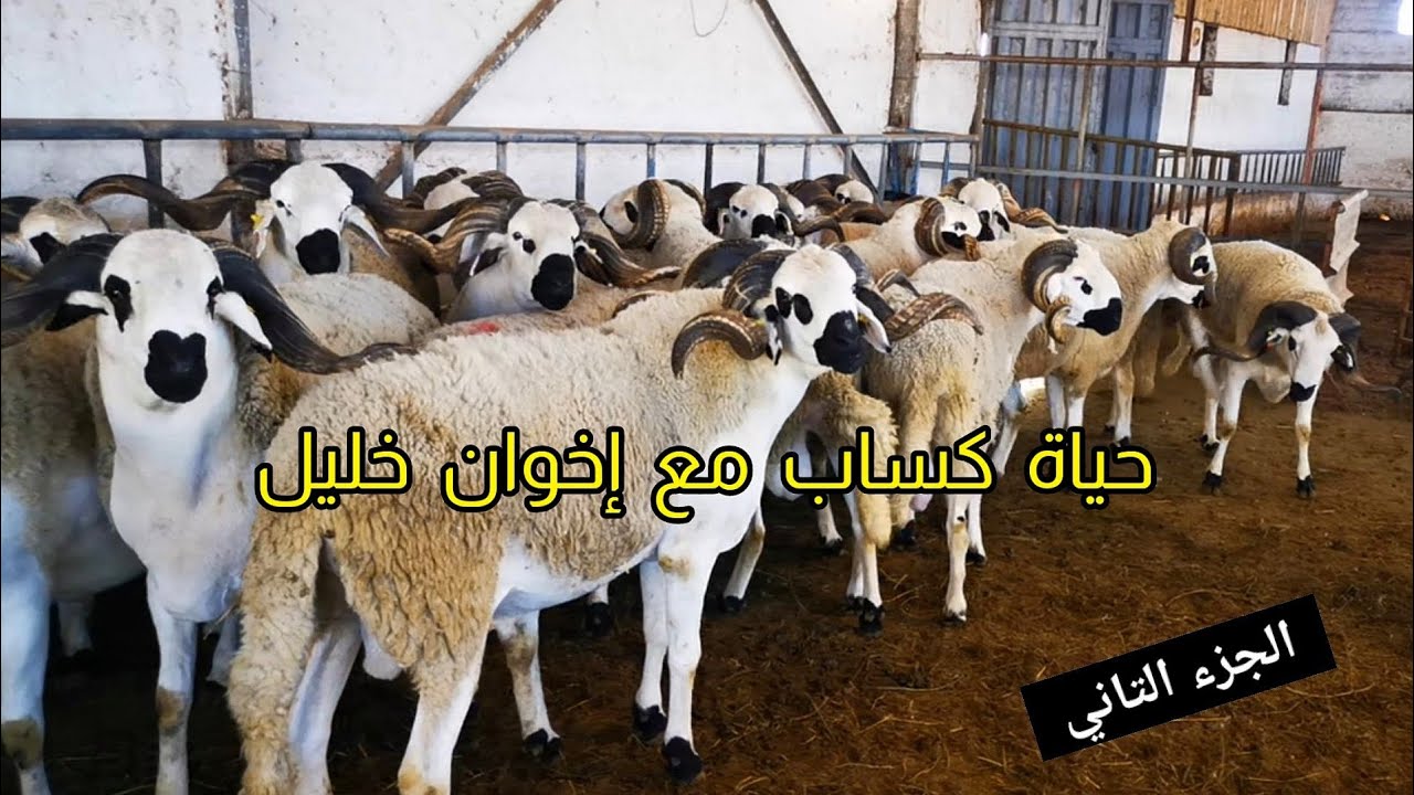 (حياة كساب) مع إخوان خليل اسرار نجاح أكتر من 600 رأس حولي الجزء التاني