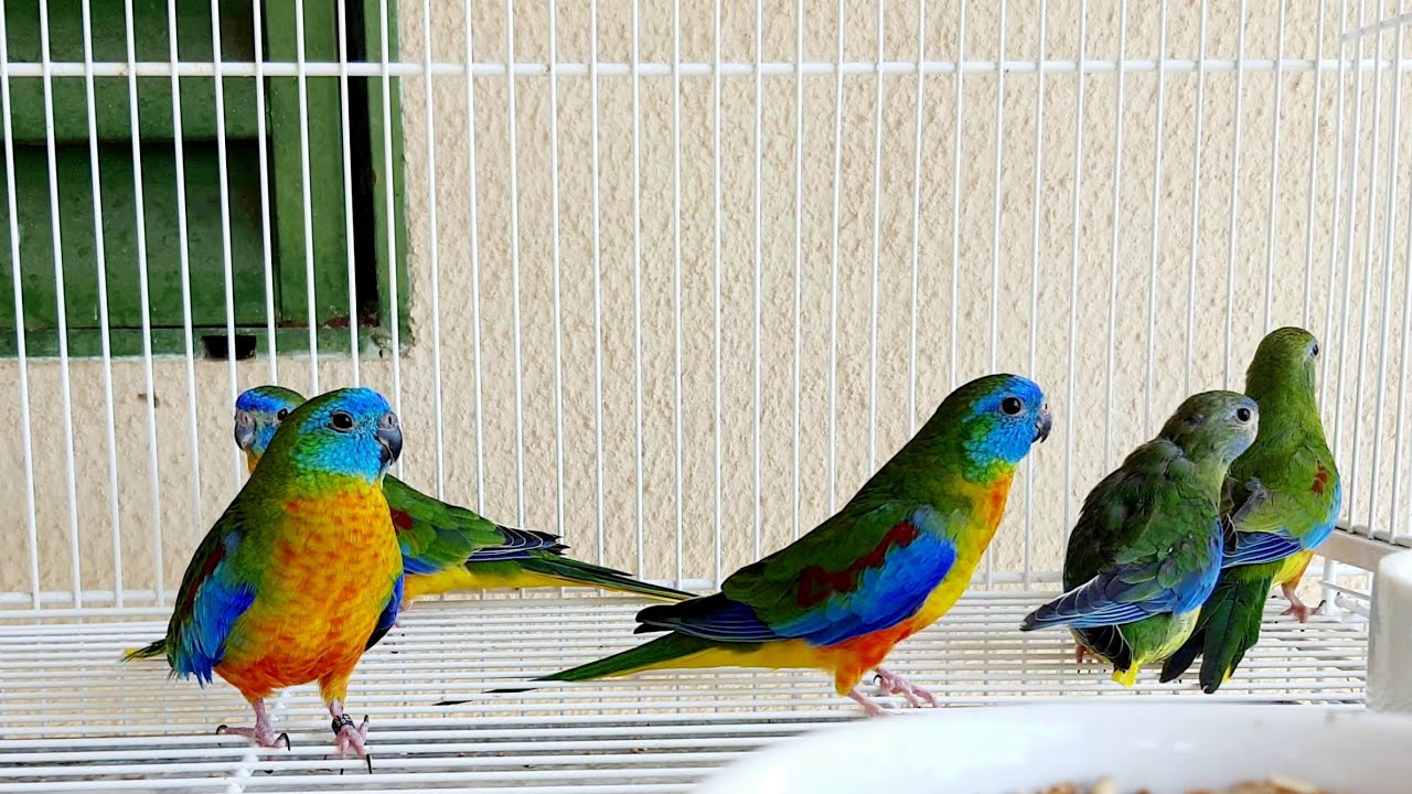 AVES E PASSAROS | Mostrando as AVES EXÓTICAS e PÁSSAROS EXÓTICOS da loja