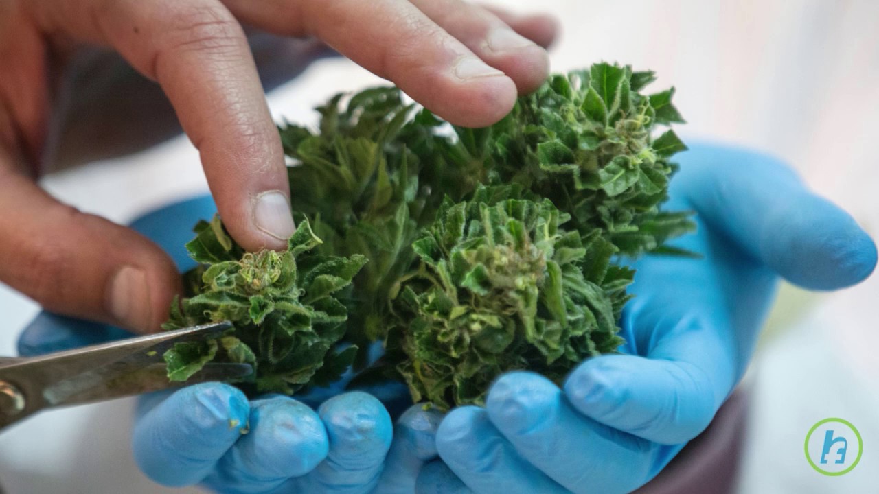 Medical Marijuana Legal in Germany