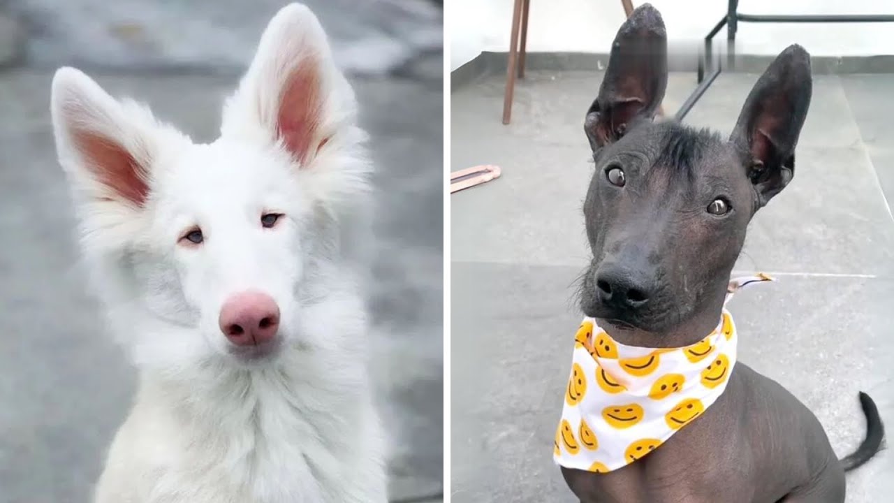 10 Rarest Dog Breeds on Earth!