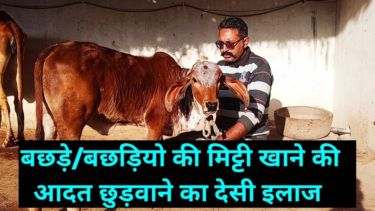 बछड़े/बछड़ियों के मिट्टी खाने का ईलाज