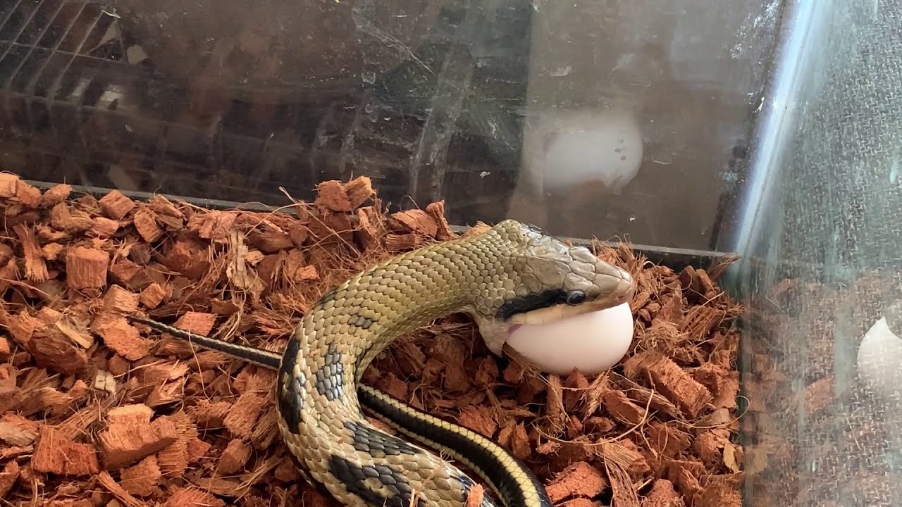 Feeding an EGG to my beauty snake + My fav YouTuber has been BITTEN by a DEADLY TAIPAN! (Ricky Mack)