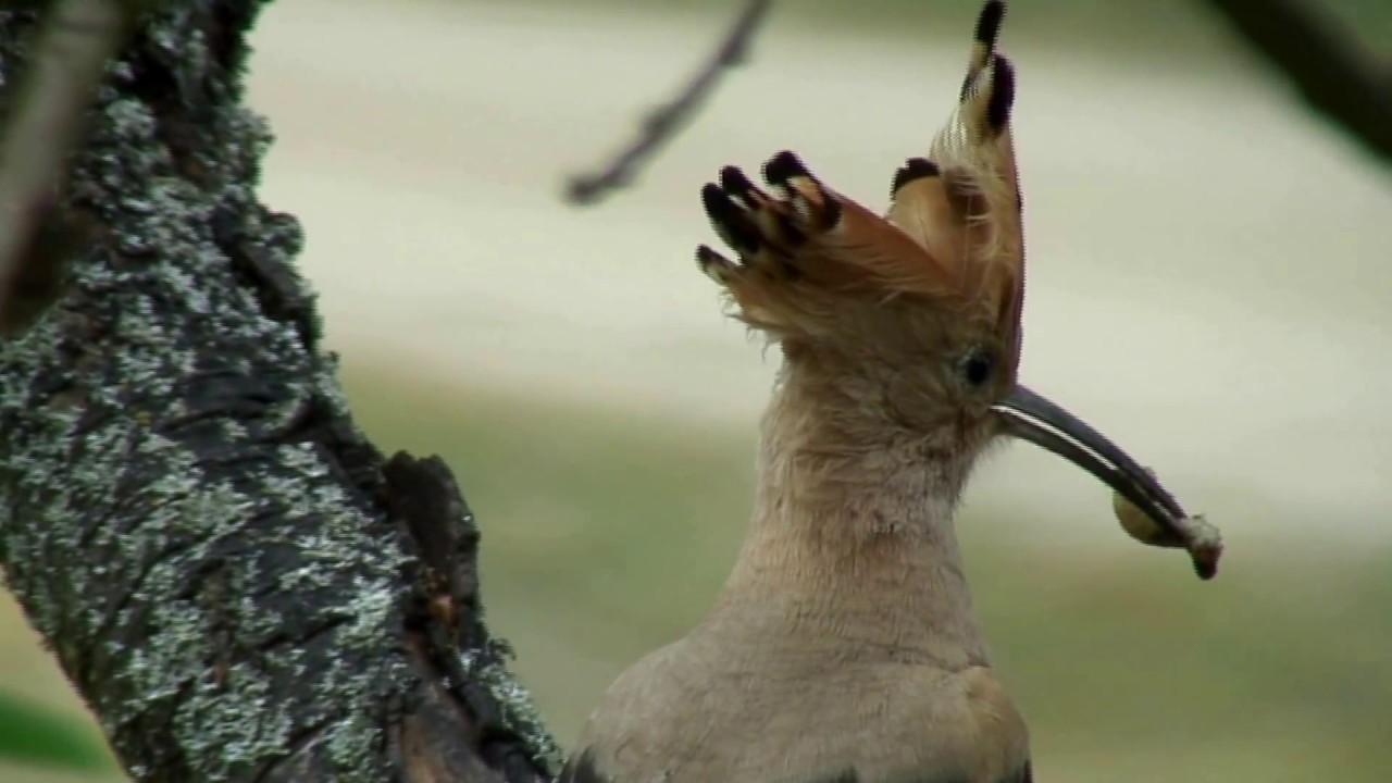Wiedehopf mit Jungtier | NABU Brandenburg