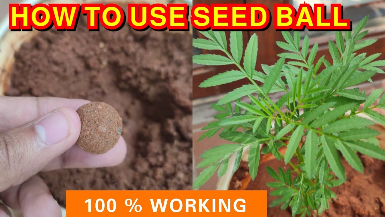 HOW TO USE SEED BALLS | Secrets Revealed: Watch How Seed Balls Transform into Gorgeous Plant |